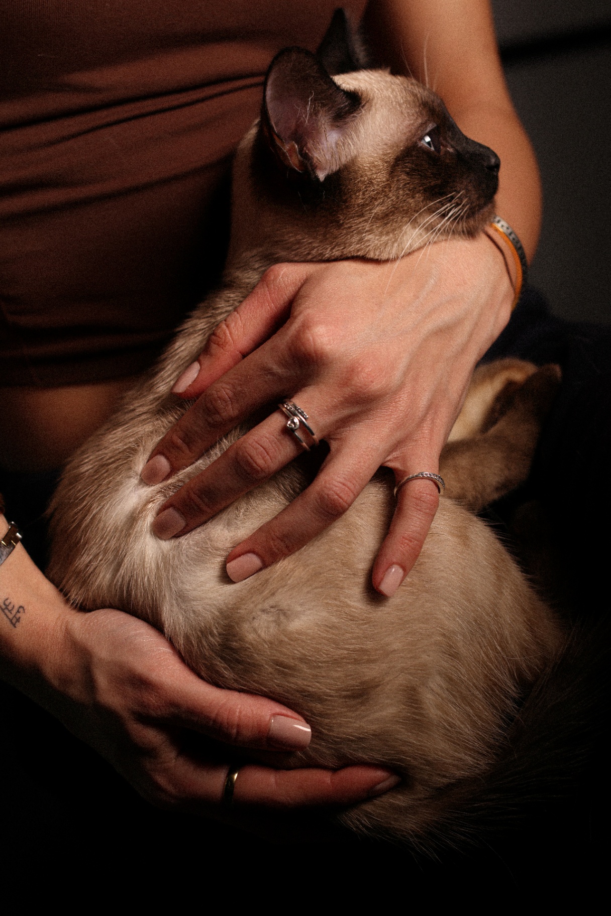 Hands holding a Siamese cat